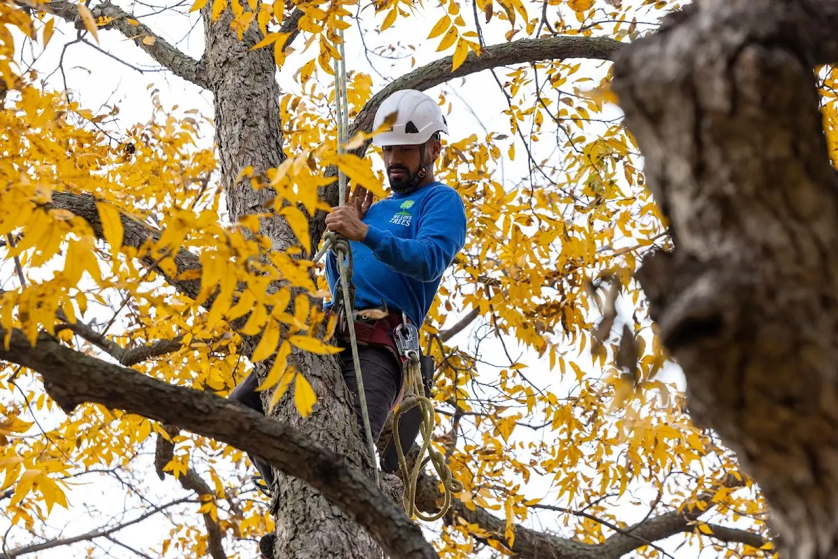 Skilled Tree Pruning crew working in Bradley