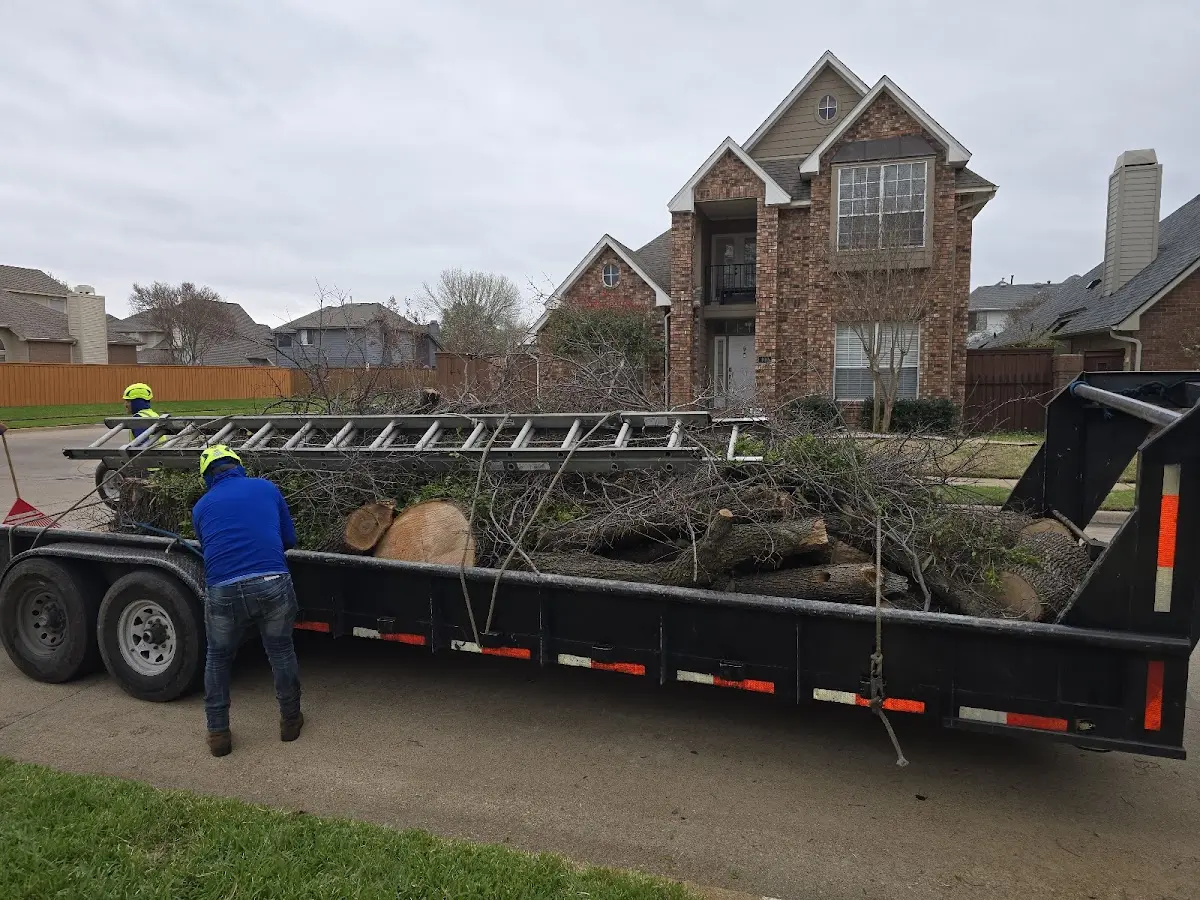 Expert Tree Removal with proper safety equipment in Bradley